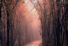 [澳网]完美发挥欺“紫薇” 辛纳卫冕澳网男单冠军.